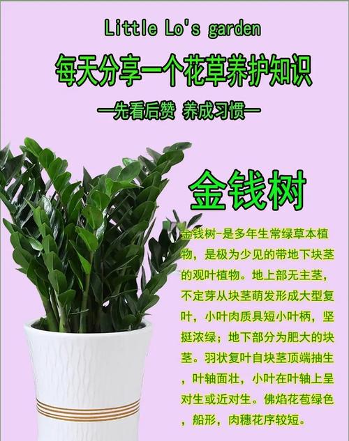 摇钱树多肉会爆盆吗_金钱树快速爆盆技巧_金钱树修剪方法