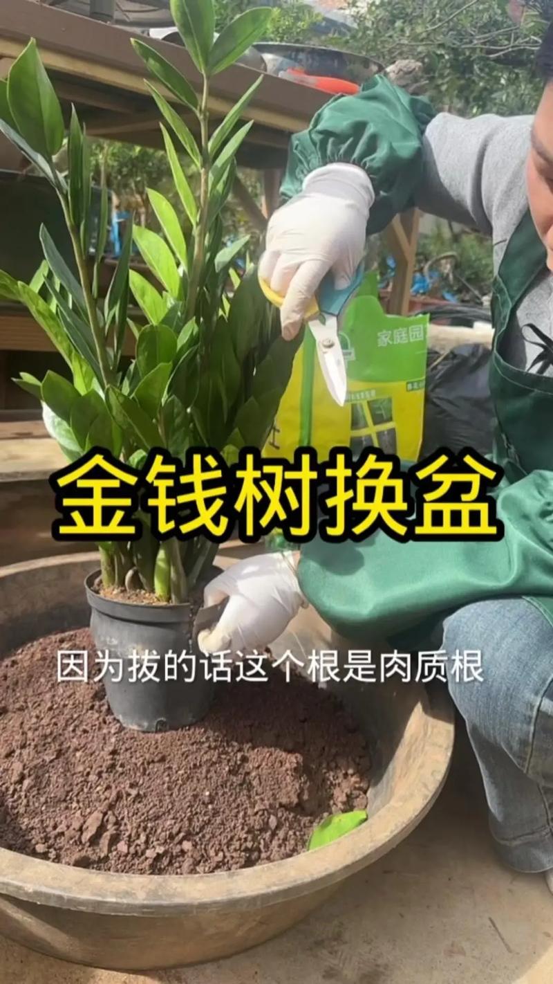 金钱树修剪方法_摇钱树多肉会爆盆吗_金钱树快速爆盆技巧