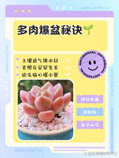 肉肉花怎么养才能“爆盆”？太原市公园服务中心专业人员给出建议
