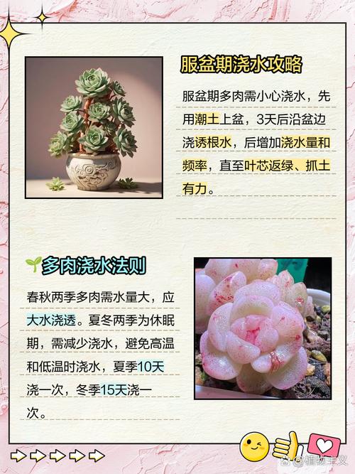 多肉植物爆盆方法_摇钱树多肉会爆盆吗_如何养护多肉植物实现爆盆