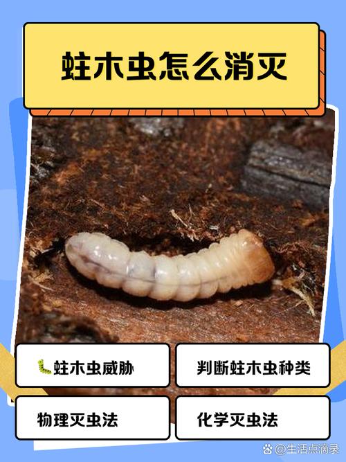 木头虫分享木门常用的木材及其特性