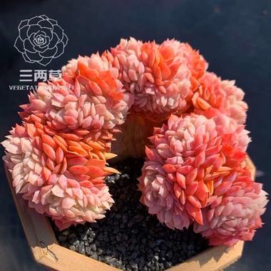 上色爆盆方法_双子贝瑞养护技巧_摇钱树多肉会爆盆吗