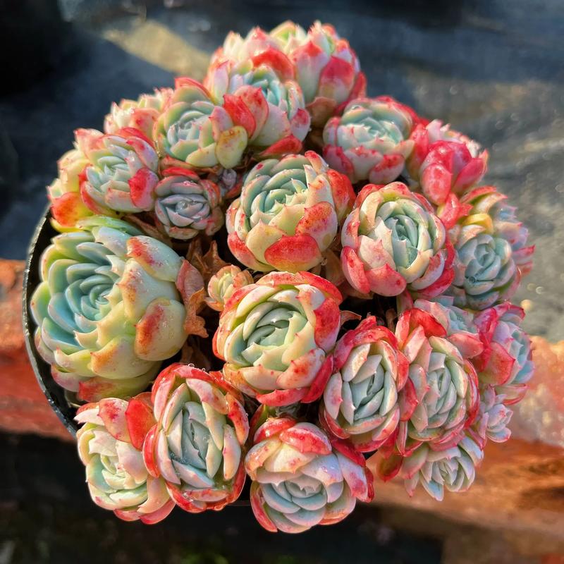 摇钱树多肉会爆盆吗_上色爆盆方法_双子贝瑞养护技巧