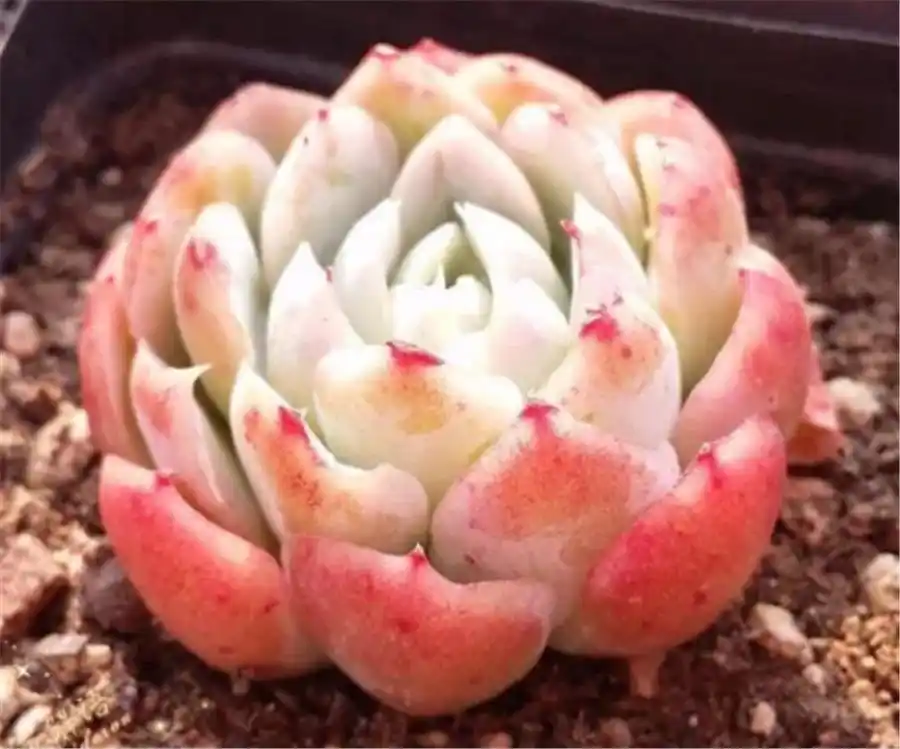 上色爆盆方法_双子贝瑞养护技巧_摇钱树多肉会爆盆吗