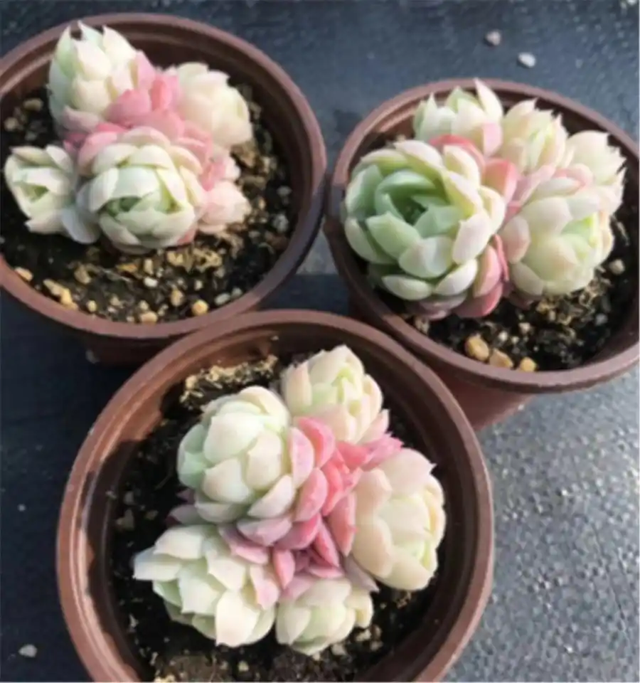 摇钱树多肉会爆盆吗_双子贝瑞养护技巧_上色爆盆方法