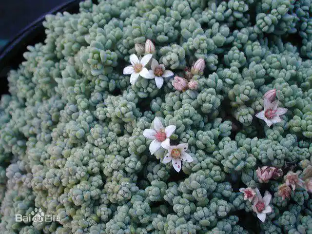景天科多肉植物_子持莲华景天科植物_摇钱树多肉会爆盆吗