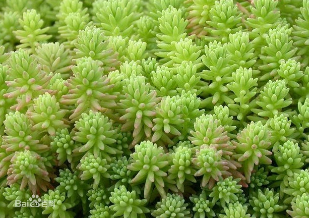 摇钱树多肉会爆盆吗_子持莲华景天科植物_景天科多肉植物