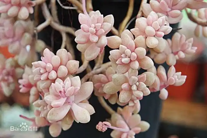 摇钱树多肉会爆盆吗_景天科多肉植物_子持莲华景天科植物