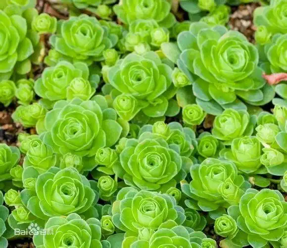 子持莲华景天科植物_摇钱树多肉会爆盆吗_景天科多肉植物