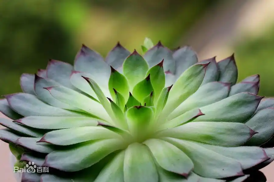 摇钱树多肉会爆盆吗_景天科多肉植物_子持莲华景天科植物