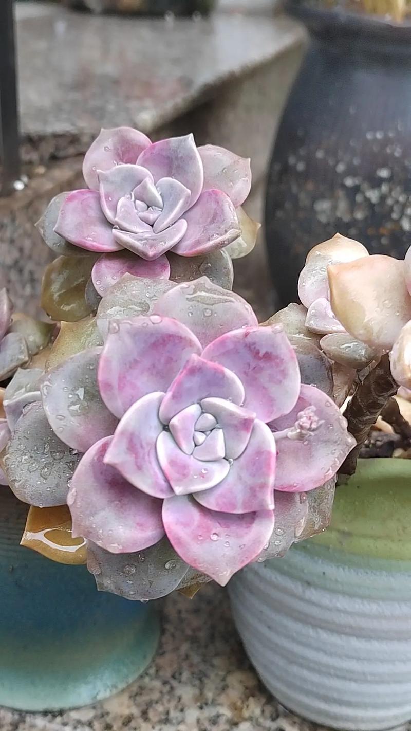 紫乐多肉植物_紫悦多肉好养活_摇钱树多肉会爆盆吗