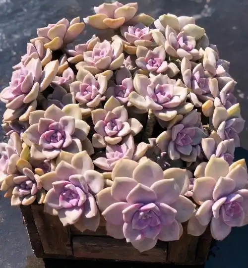 紫悦多肉好养活_摇钱树多肉会爆盆吗_紫乐多肉植物