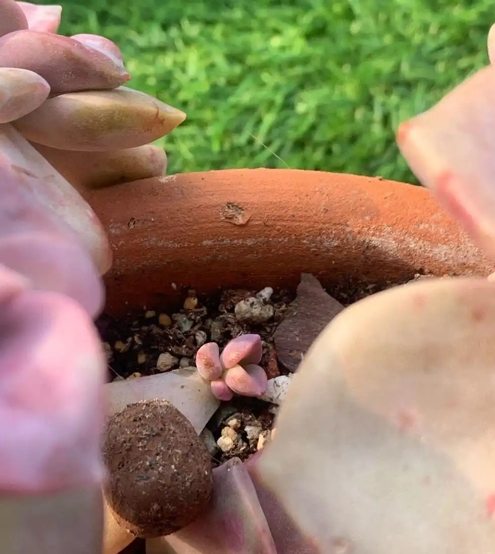 紫悦多肉好养活_紫乐多肉植物_摇钱树多肉会爆盆吗