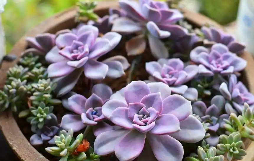 紫乐多肉植物_紫悦多肉好养活_摇钱树多肉会爆盆吗