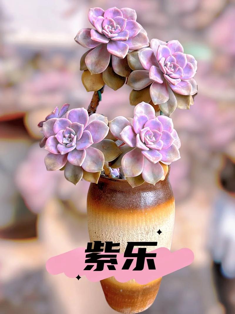 紫乐多肉植物_摇钱树多肉会爆盆吗_紫悦多肉好养活