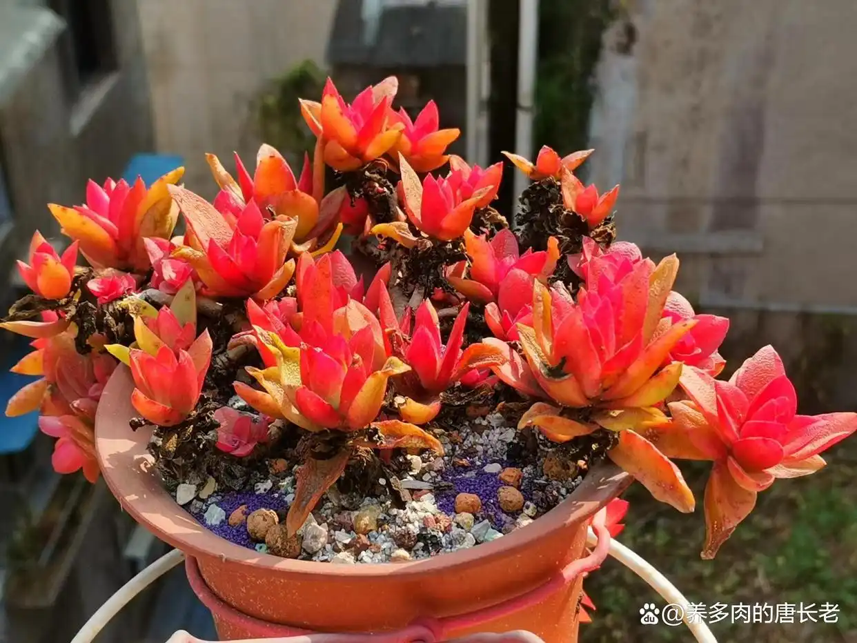 摇钱树多肉会爆盆吗_多肉植物神奇技能_养多肉带来的影响