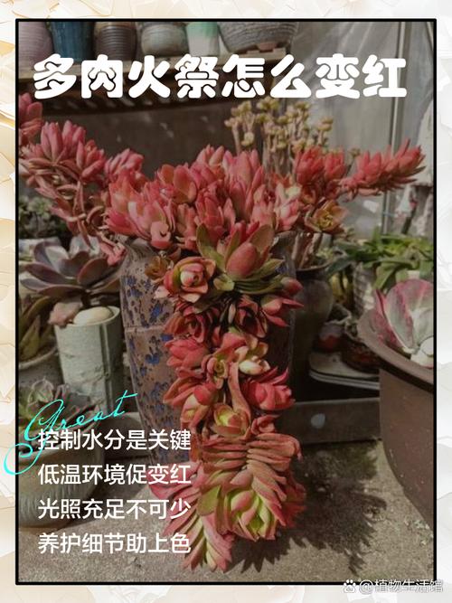 多肉植物神奇技能_摇钱树多肉会爆盆吗_养多肉带来的影响