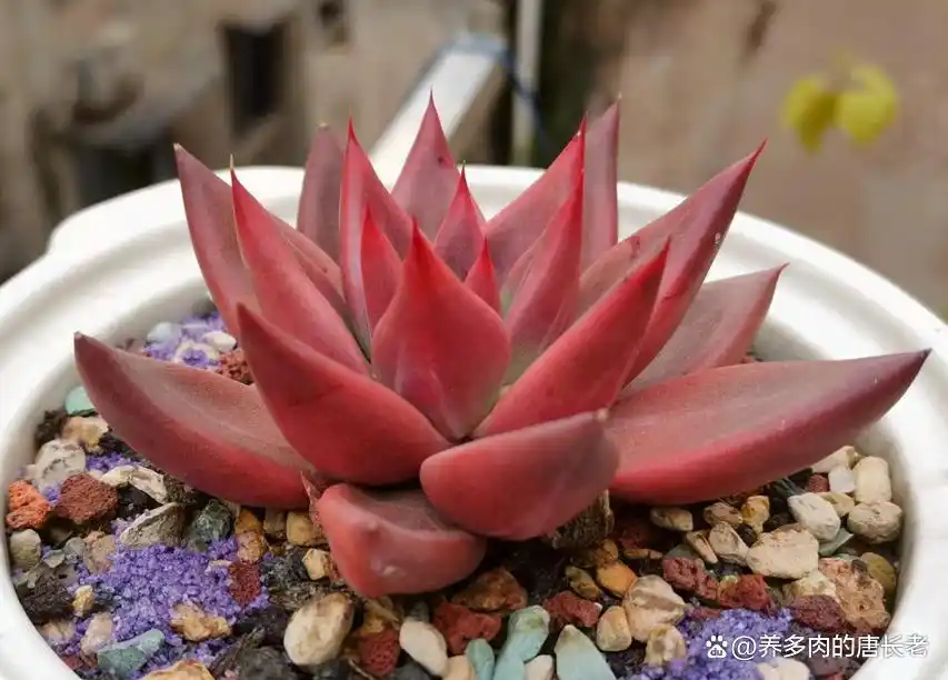 养多肉带来的影响_摇钱树多肉会爆盆吗_多肉植物神奇技能
