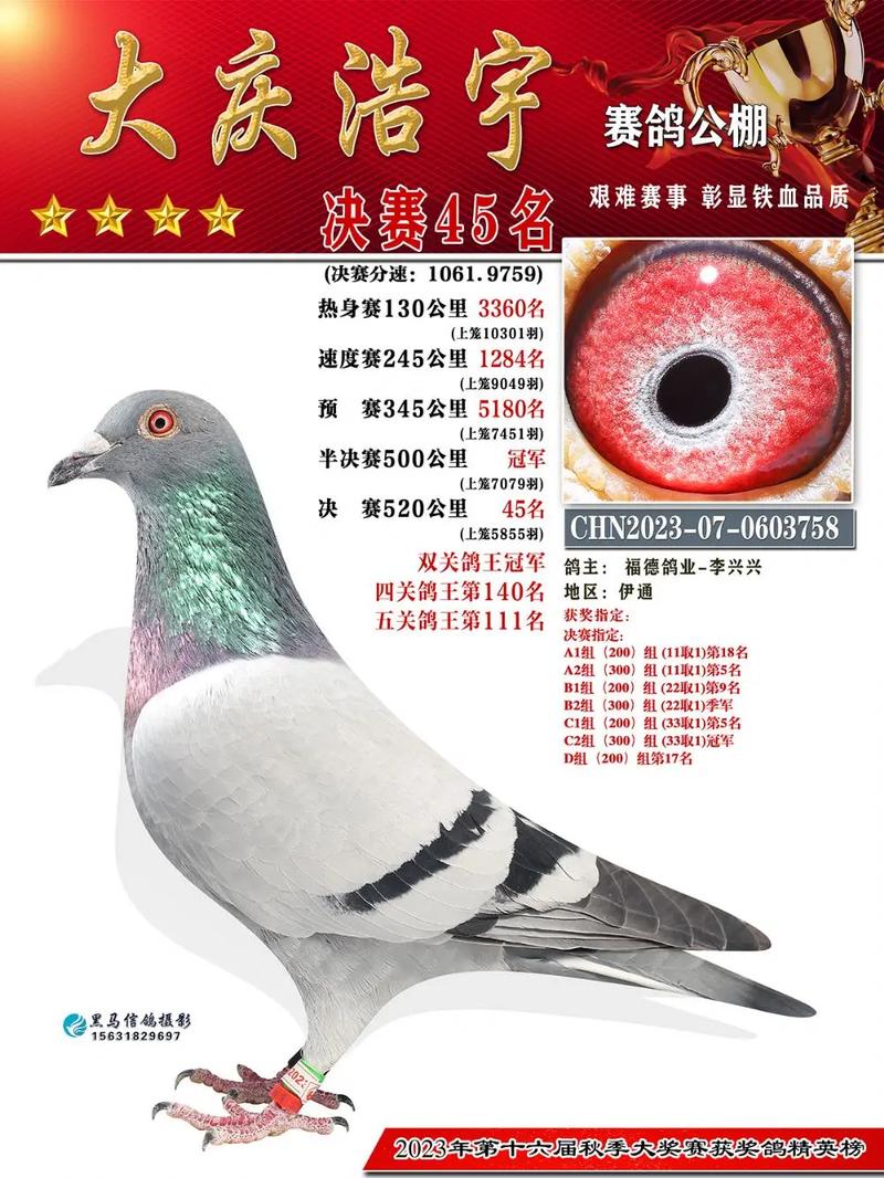 安徽天宇赛鸽中心举行500公里决赛，冠军奖励丰厚