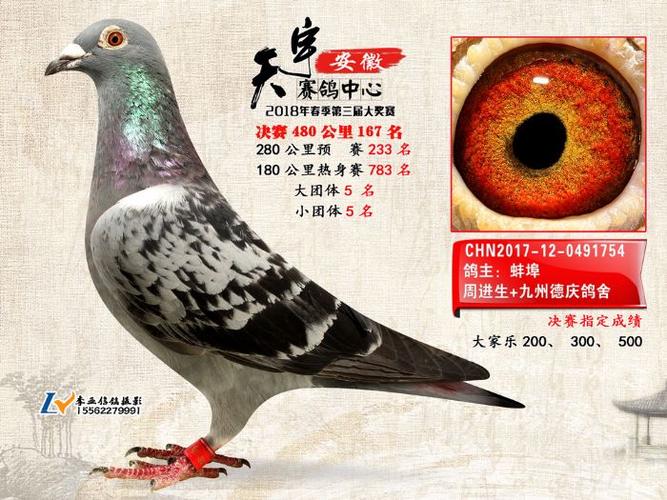 安微天宇鸽赛中心_天宇鸽业_河南天宇鸽业展厅