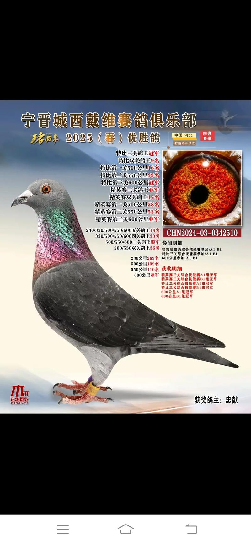 安微天宇公棚_天宇鸽业王嘉宇_安微天宇鸽赛中心