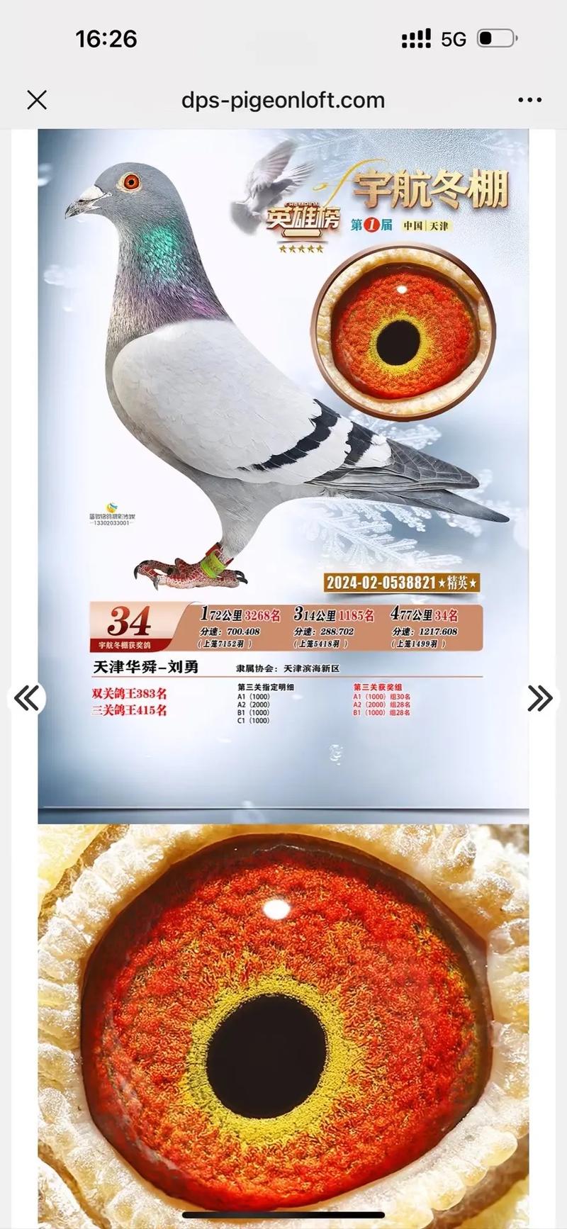 安微天宇鸽赛中心_福建天宇鸽业种鸽图片_安微金蚌公棚赛鸽中心