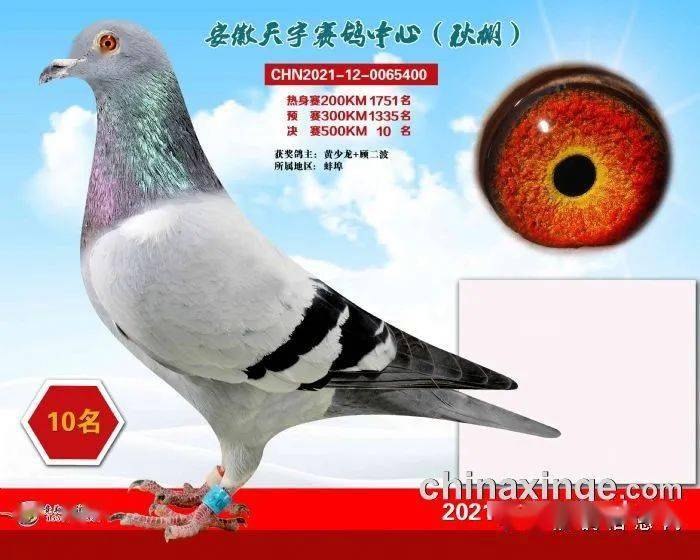安微天宇鸽赛中心_福建天宇鸽业种鸽图片_安微金蚌公棚赛鸽中心
