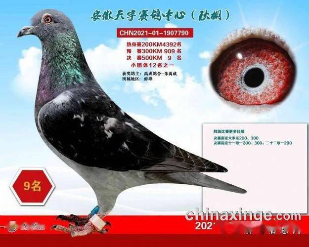 安微金蚌公棚赛鸽中心_福建天宇鸽业种鸽图片_安微天宇鸽赛中心
