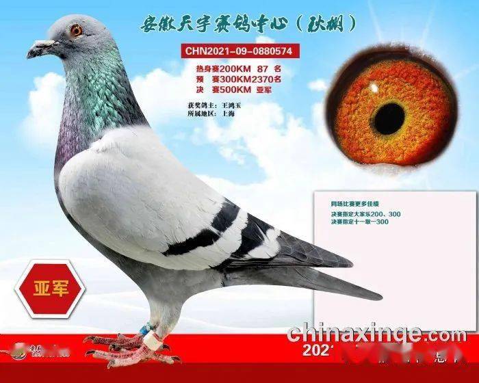 福建天宇鸽业种鸽图片_安微金蚌公棚赛鸽中心_安微天宇鸽赛中心