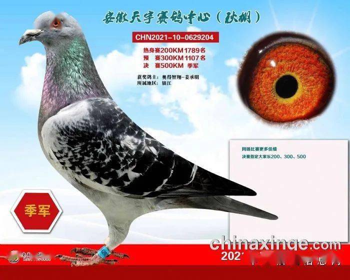 安微金蚌公棚赛鸽中心_福建天宇鸽业种鸽图片_安微天宇鸽赛中心