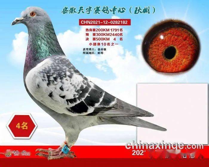 安微天宇鸽赛中心_安微金蚌公棚赛鸽中心_福建天宇鸽业种鸽图片