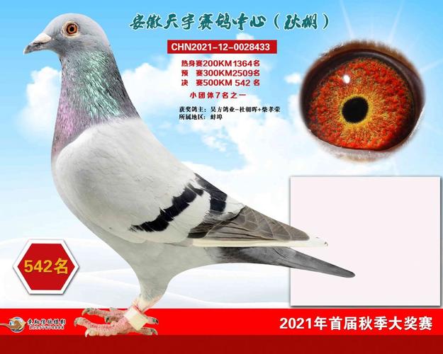 决赛冠军赢得团体冠军 安徽天宇公棚同步拍卖开启