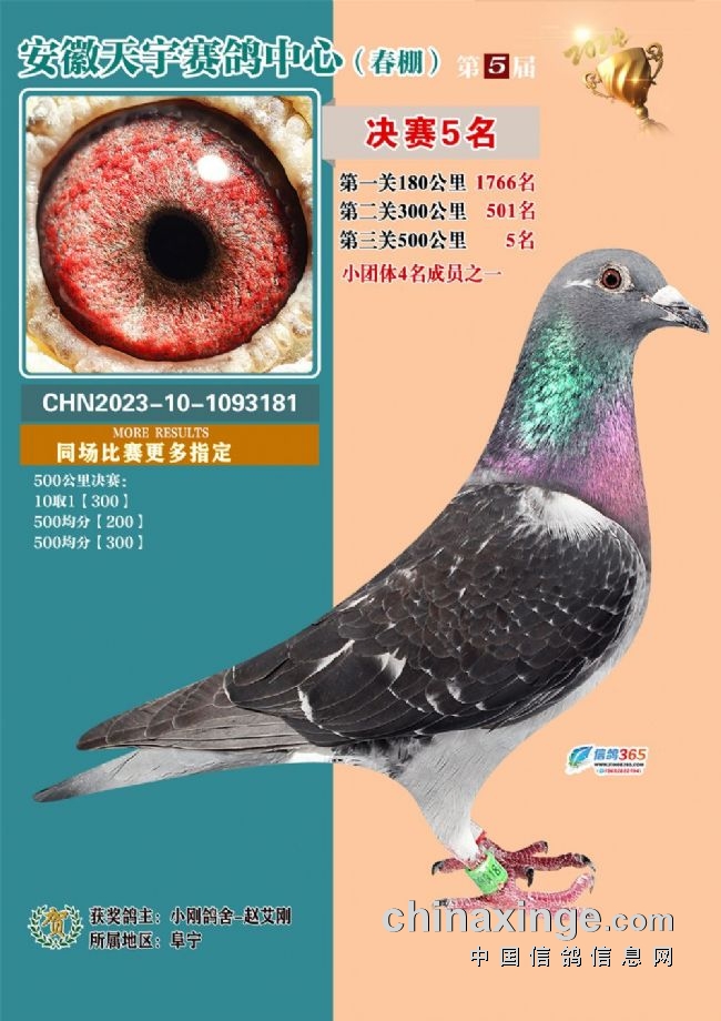 安徽天宇赛鸽中心决赛_安微天宇鸽赛中心_安徽天宇赛鸽中心拍卖会